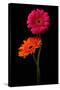 Pink, Orange Gerbera with Stem Isolated on Black-Hanna Slavinska-Stretched Canvas