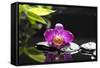 Pink Orchid and Stones with Bamboo Green Leaf-crystalfoto-Framed Stretched Canvas