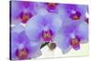 Pink orchid blooms-Anna Miller-Stretched Canvas