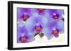 Pink orchid blooms-Anna Miller-Framed Photographic Print