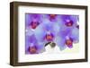 Pink orchid blooms-Anna Miller-Framed Photographic Print