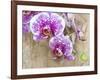 Pink orchid blooms-Anna Miller-Framed Photographic Print