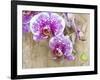 Pink orchid blooms-Anna Miller-Framed Photographic Print