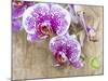 Pink orchid blooms-Anna Miller-Mounted Photographic Print