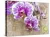 Pink orchid blooms-Anna Miller-Stretched Canvas