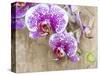 Pink orchid blooms-Anna Miller-Stretched Canvas