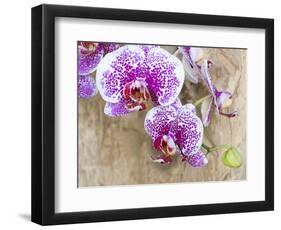 Pink orchid blooms-Anna Miller-Framed Photographic Print
