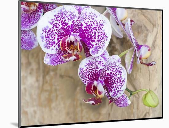 Pink orchid blooms-Anna Miller-Mounted Photographic Print