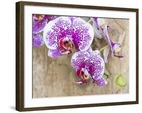 Pink orchid blooms-Anna Miller-Framed Photographic Print