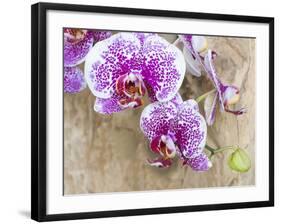 Pink orchid blooms-Anna Miller-Framed Photographic Print