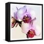 Pink Orchid Close up 02-Tom Quartermaine-Framed Stretched Canvas