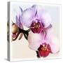 Pink Orchid Close up 02-Tom Quartermaine-Stretched Canvas