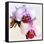 Pink Orchid Close up 02-Tom Quartermaine-Framed Stretched Canvas