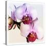 Pink Orchid Close up 02-Tom Quartermaine-Stretched Canvas