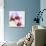 Pink Orchid Close up 02-Tom Quartermaine-Giclee Print displayed on a wall