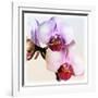 Pink Orchid Close up 02-Tom Quartermaine-Framed Giclee Print