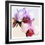 Pink Orchid Close up 02-Tom Quartermaine-Framed Giclee Print