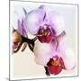 Pink Orchid Close up 02-Tom Quartermaine-Mounted Giclee Print