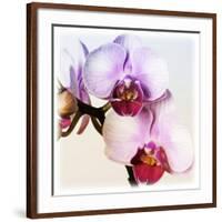 Pink Orchid Close up 02-Tom Quartermaine-Framed Giclee Print