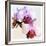 Pink Orchid Close up 02-Tom Quartermaine-Framed Giclee Print