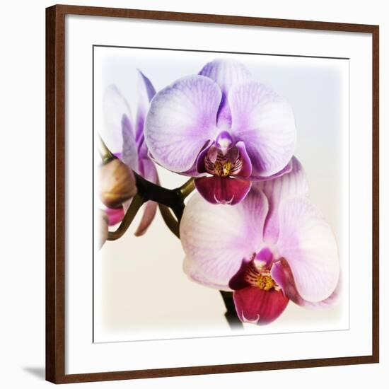 Pink Orchid Close up 02-Tom Quartermaine-Framed Giclee Print