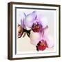 Pink Orchid Close up 02-Tom Quartermaine-Framed Giclee Print