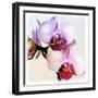 Pink Orchid Close up 02-Tom Quartermaine-Framed Giclee Print