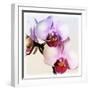 Pink Orchid Close up 02-Tom Quartermaine-Framed Giclee Print