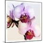 Pink Orchid Close up 02-Tom Quartermaine-Mounted Giclee Print