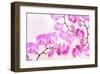 Pink Orchid I-null-Framed Art Print