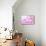 Pink Orchid I-null-Mounted Art Print displayed on a wall