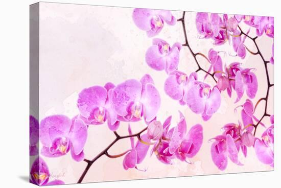 Pink Orchid I-null-Stretched Canvas