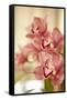 Pink Orchid I-Karyn Millet-Framed Stretched Canvas