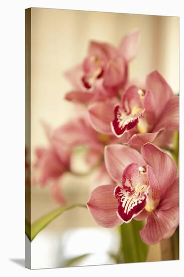 Pink Orchid I-Karyn Millet-Stretched Canvas