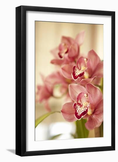 Pink Orchid I-Karyn Millet-Framed Photographic Print