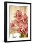 Pink Orchid I-Karyn Millet-Framed Photographic Print