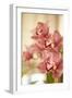 Pink Orchid I-Karyn Millet-Framed Photographic Print