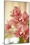 Pink Orchid I-Karyn Millet-Mounted Photographic Print