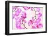 Pink Orchid II-null-Framed Art Print