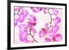 Pink Orchid II-null-Framed Art Print