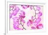 Pink Orchid II-null-Framed Art Print