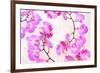 Pink Orchid II-null-Framed Art Print