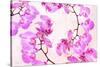 Pink Orchid II-null-Stretched Canvas