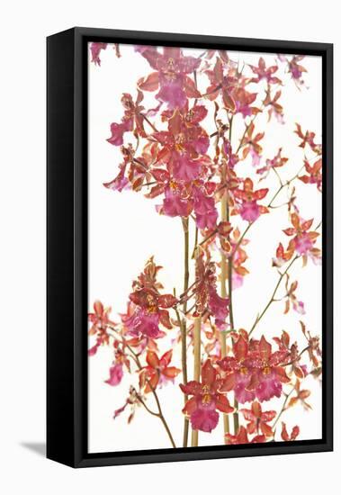 Pink Orchid II-Karyn Millet-Framed Stretched Canvas