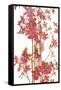 Pink Orchid II-Karyn Millet-Framed Stretched Canvas