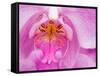 Pink Orchid in the Phalaenopsis Family, San Francisco, CA USA-Julie Eggers-Framed Stretched Canvas