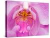 Pink Orchid in the Phalaenopsis Family, San Francisco, CA USA-Julie Eggers-Stretched Canvas