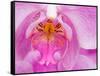 Pink Orchid in the Phalaenopsis Family, San Francisco, CA USA-Julie Eggers-Framed Stretched Canvas