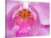 Pink Orchid in the Phalaenopsis Family, San Francisco, CA USA-Julie Eggers-Stretched Canvas