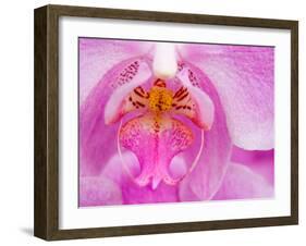 Pink Orchid in the Phalaenopsis Family, San Francisco, CA USA-Julie Eggers-Framed Premium Photographic Print